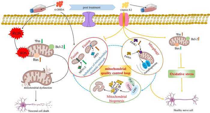 Figure 1. Schematic illustration of the protective role of vitamin K2 in 6-OHDA-induced cytotoxicity in SH-SY5Y cells.
