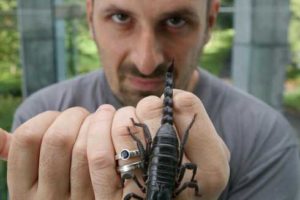• Dr Michel Dugon Head of the Venom System Lab at NUI Galway holding a Heterometrus spinifer