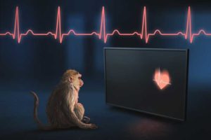 A new study at the California National Primate Research Center shows that rhesus macaques can perceive their own heartbeat. This ability to be aware of internal states is called interoception. Deficits in interception can occur in neuropsychiatric disorders such as depression and Alzheimer’s disease. The discovery could lead to new ways to study such diseases. (Graphic by Matthew Valdolivo/UC Davis Academic Technology Services)
