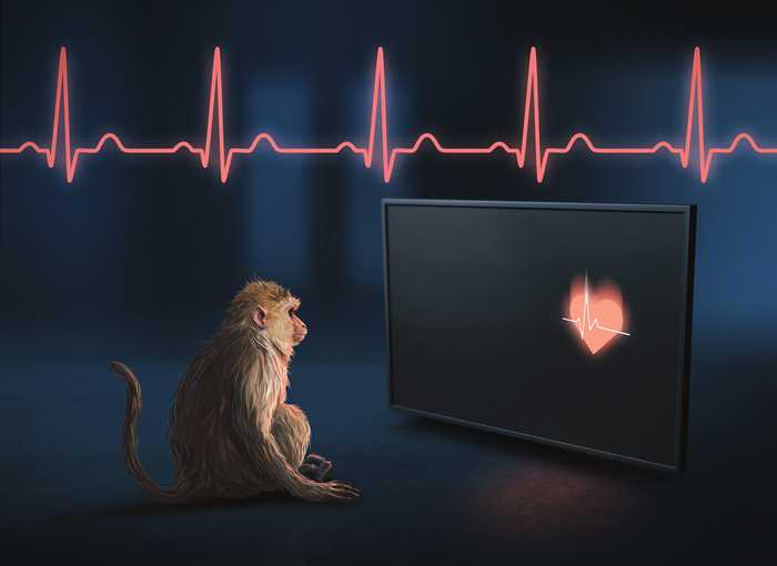 A new study at the California National Primate Research Center shows that rhesus macaques can perceive their own heartbeat. This ability to be aware of internal states is called interoception. Deficits in interception can occur in neuropsychiatric disorders such as depression and Alzheimer’s disease. The discovery could lead to new ways to study such diseases. (Graphic by Matthew Valdolivo/UC Davis Academic Technology Services)