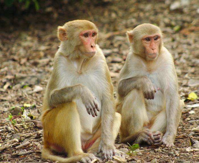 Two subadult in proximity. They share a strong friendship bond.