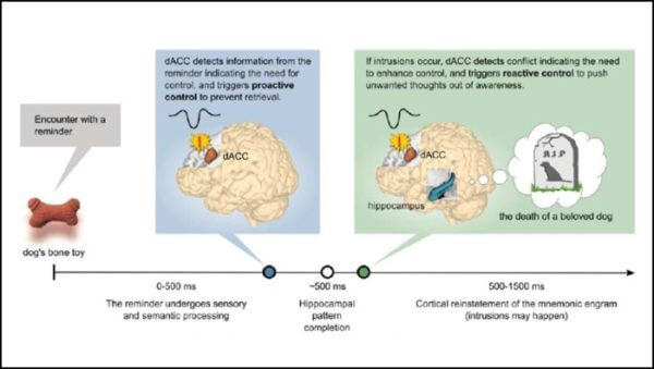A model of how the ACC proactively and reactively signals the need for thought suppression.