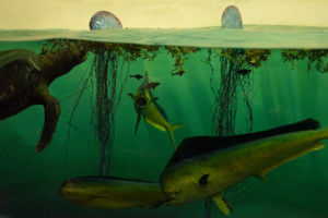 Princeton University researchers reported that unless greenhouse gas emissions are curbed, marine biodiversity could be on track to plummet to levels not seen since the extinction of the dinosaurs. The study authors modeled future marine biodiversity under projected climate scenarios and found that species such as dolphinfish (shown) would be imperiled as warming oceans decrease the ocean’s oxygen supply while increasing marine life’s metabolic demand for it.