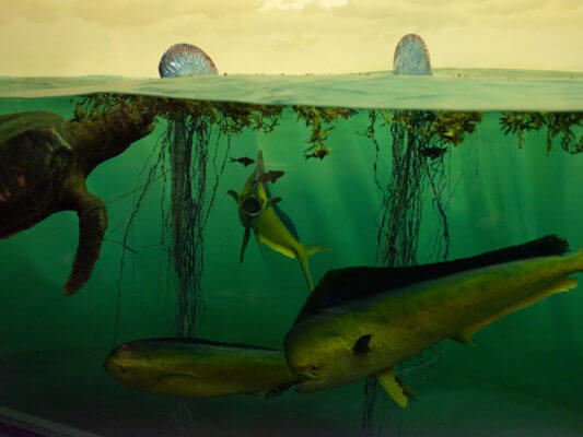 Princeton University researchers reported that unless greenhouse gas emissions are curbed, marine biodiversity could be on track to plummet to levels not seen since the extinction of the dinosaurs. The study authors modeled future marine biodiversity under projected climate scenarios and found that species such as dolphinfish (shown) would be imperiled as warming oceans decrease the ocean’s oxygen supply while increasing marine life’s metabolic demand for it.