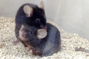 Mice engage in grooming behavior, experiencing a phenomenon researchers call pleasant touch. Researchers from the Washington University Center for the Study of Itch and Sensory Disorders have identified a specific neuropeptide and a neural circuit that transmit pleasant touch from the skin to the brain. The findings eventually may help scientists better understand and treat disorders characterized by touch avoidance and impaired social development.