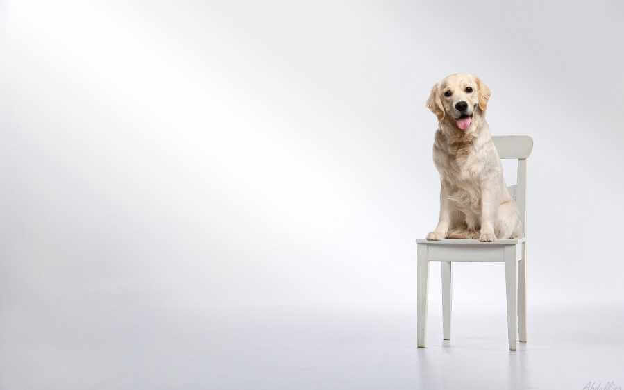 Dog on chair