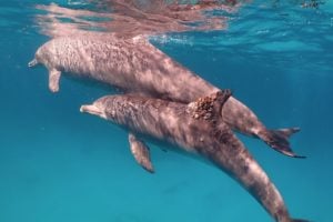 A dolphin with a fungal infection on its dorsal fin