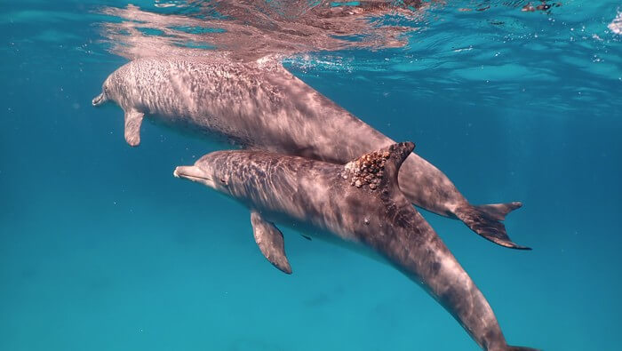 A dolphin with a fungal infection on its dorsal fin