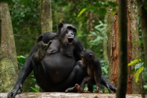 Chimpanzees Asanti and Akuna vocalising.