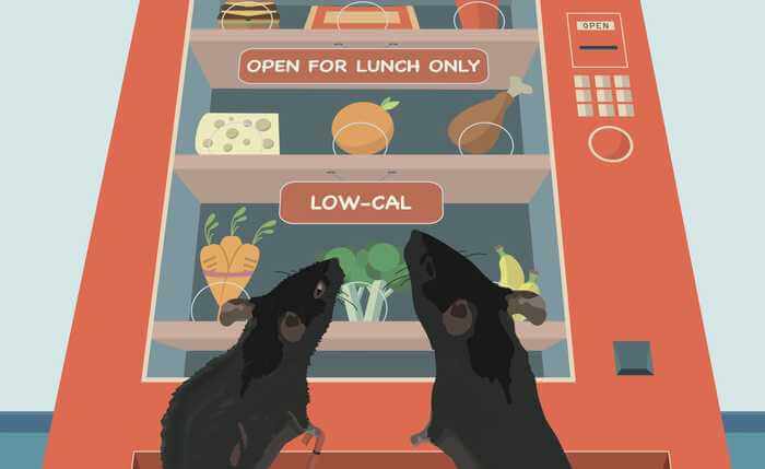 Experiments that tested various diet plans in mice found that the animals live longest on a low-calorie diet with daily fasting periods.