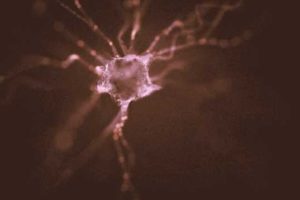 The new study describes the implantation of induced pluripotent stem cells (iPSCs) to replace dopamine-producing neurons destroyed by Parkinson's disease. Such cells not only survive the grafting procedure and manufacture dopamine, but send out their branching fibers through the neural tissue to make distant connections in the brain, just as their naturally-occurring counterparts.