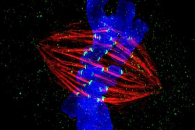 A chromosome (blue) imaged during cell replication. The chromosome is duplicated, and protein strands called spindle fibers (red) are attached to the chromosome copies to pull them apart, so that each ‘daughter cell’ gets one copy. The spindle fibers attach to the chromosomes due to the centromere. (Credit: Zeiss Microscopy/Flickr)