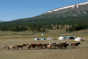 Horses and Gers near Khoton (Syrgal) Lake near the Altai Mountains of Mongolia. Image credit: Noost Bayarkhuu