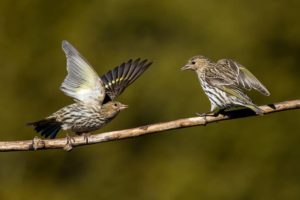 Pine siskins are nomadic migratory birds who appear to take social cues from other birds when deciding to stop migrating. Photo by RT-Images on iStock.
