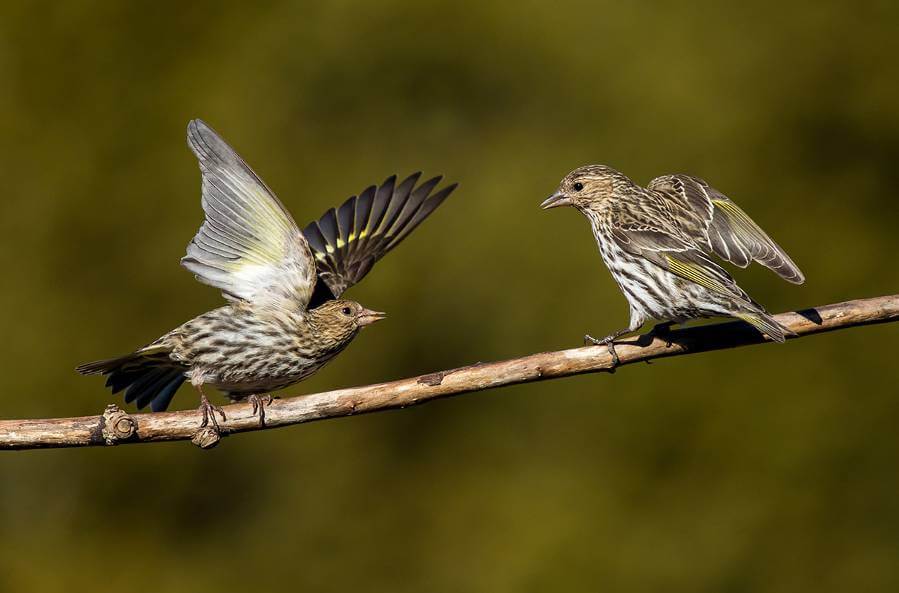 Pine siskins are nomadic migratory birds who appear to take social cues from other birds when deciding to stop migrating. Photo by RT-Images on iStock.