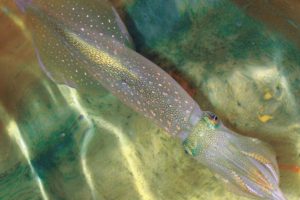 The Atlantic longfin inshore squid, Doryteuthis pealeii, has been studied for nearly a century by scientists as a model system for neuroscience investigations.