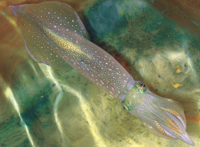 The Atlantic longfin inshore squid, Doryteuthis pealeii, has been studied for nearly a century by scientists as a model system for neuroscience investigations.
