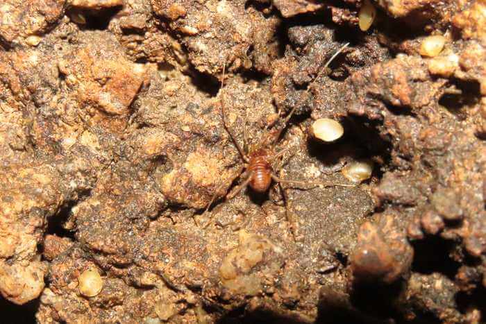 Small individuals of Eupera troglobia sp. n. exposed to the air, with a harvestman (Eusarcus sp.) near them.