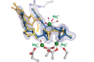 The structure of poly-eta, an enzyme that helps direct DNA replication. A time-resolved crystallography study of the enzyme at Rice University uncovered the importance of a third metal ion that helps stabilize the process, ensuring accuracy.