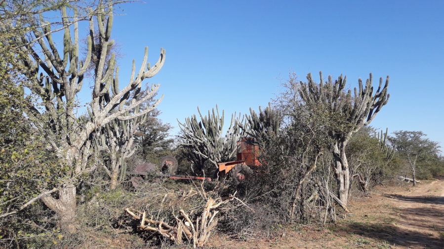 The Gran Chaco’s dry thorn forests, cactus stands, palm savannas and a 100s of native species of animals are threatened by rampant deforestation. © Michele Graziano Ceddia 2017