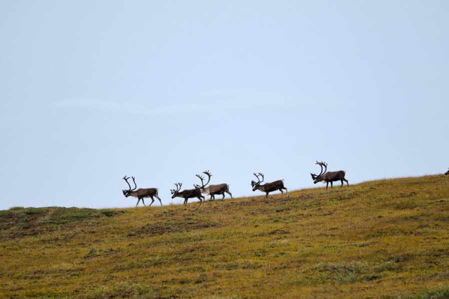 Caribou migrate across the tundra in Alaska. Image credit: iStock