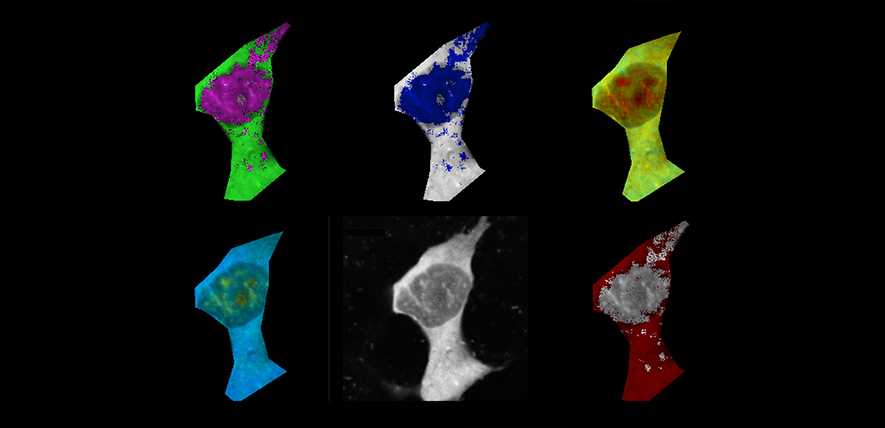 Mammalian cell stained with fluorescence polymeric thermometers and falsely-coloured based on temperature gradients. Credit: Chyi Wei Chung