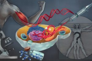 Daran-Lapujade’s lab took human DNA (in red) encoding core functions in muscle cells, and inserted it into the DNA (chromosomes in purple) of a yeast cell (in yellow). The humanized yeast can be used as a tool for medical studies, for example in drug screening and cancer research.