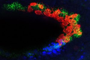 CVM cells (red) follow along a track made of TVM (green) cells. The TVM cells emit a signal, letting CVM cells know that they are going the right direction. The CVM cells are approaching a bend in the embryo where they will encounter high BMP (blue) signals, which will indicate that CVM need to replicate themselves and multiply. BMP signaling also triggers the expression of a "poisonous" gene, called hid, and unless the proliferating cells stick closely to the TVM track, hid will kill them. In this way, the developing embryo performs quality control, ensuring that any wayward cells are eliminated.