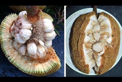The pingan tree’s fruit (left) is distinct from the lumok tree’s (right), but Western scientists misclassified the two trees as one species for almost two centuries. Credit: left, Elias Ednie; right, Elliot Gardner