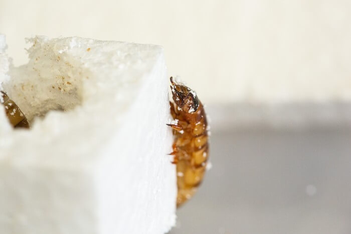 The common Zophobas morio ‘superworm’ can eat through polystyrene.