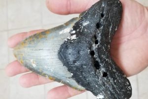 A team of Princeton researchers has now discovered clear evidence that Megalodon and some of its ancestors were at the very highest rung of the prehistoric food chain – the highest “trophic level.” Indeed, their trophic signature is so high that they must have eaten other predators and predators-of-predators in complicated food web, say the researchers. Harry Maisch of Florida Gulf Coast University, whose hand is holding this Megalodon tooth, gathered many of the samples used in this analysis and is a co-author on the new paper in Science Advances.