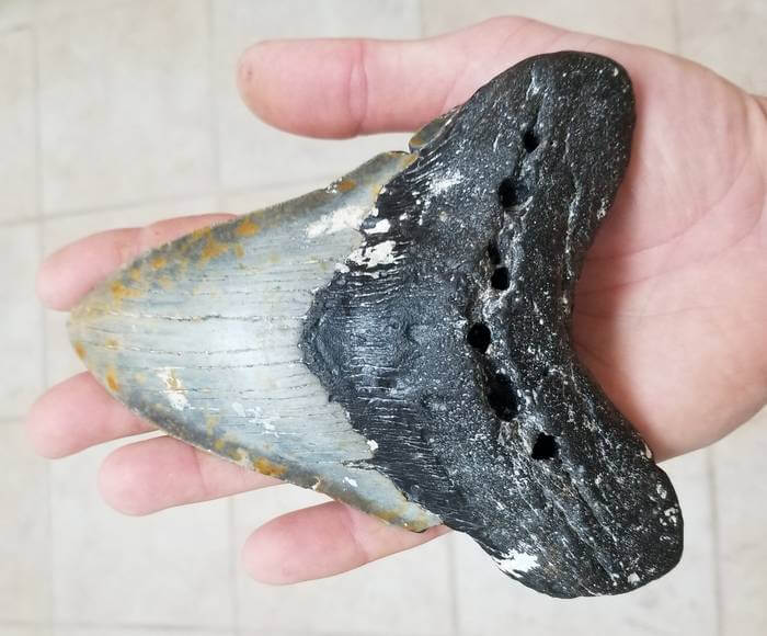 A team of Princeton researchers has now discovered clear evidence that Megalodon and some of its ancestors were at the very highest rung of the prehistoric food chain – the highest “trophic level.” Indeed, their trophic signature is so high that they must have eaten other predators and predators-of-predators in complicated food web, say the researchers. Harry Maisch of Florida Gulf Coast University, whose hand is holding this Megalodon tooth, gathered many of the samples used in this analysis and is a co-author on the new paper in Science Advances.