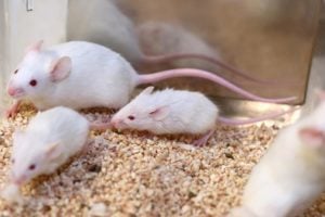 White research mice Credit: filo on Getty