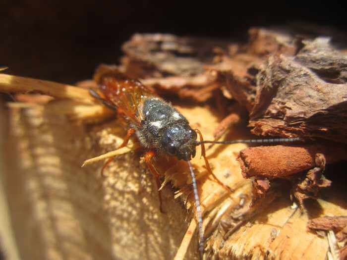 Sirex noctilio, also known as the Sirex woodwasp.