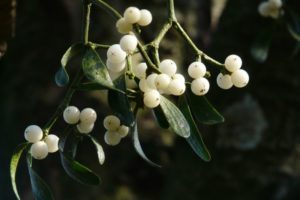 Mistletoe berries