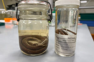 Alcohol-preserved specimens of Hydrablabes periops in the Field Museum's collections.