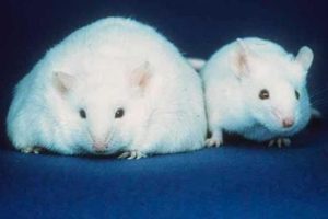 In mouse models, researchers found that how much animals ate and when altered their gut microbiome, sometimes for the worse. Photo credit: Public domain — original work of the U.S. Federal Government