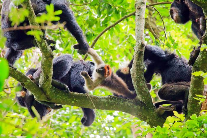 High up in the canopy, a group of chimpanzees hunts a smaller primate species: a red colobus monkey.