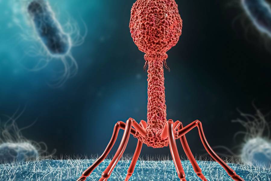 Illustration of phage viruses infecting E. coli bacteria. iStock.com/libre de droit
