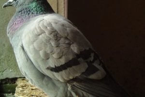 Rock Dove