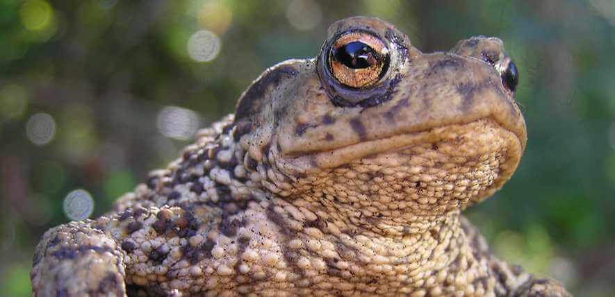 Toad in a tree Credit: Froglife