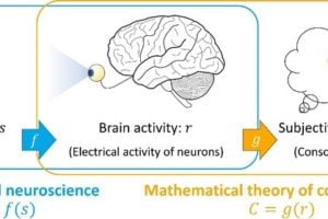 Conventional neuroscience has studied the relationship of what kind of brain activity r occurs in response to an external stimulus s (e.g., an image of an apple). If we write this relationship using the function f as r=f(s), we can say that clarifying the function f is the main research that conventional neuroscience has been doing. Such research has revealed much about the mechanism of information processing, that is, how the brain processes information from external stimuli. On the other hand, our brain not only processes information from the external world, but also produces the subjective experience of “seeing an apple.” The ultimate goal of the Oizumi Lab is to theoretically understand the subjective experience and consciousness produced by the brain: that is, to clarify the function g that connects brain activity r and consciousness C, where C is the consciousness produced from brain activity r (C=g(r)).
