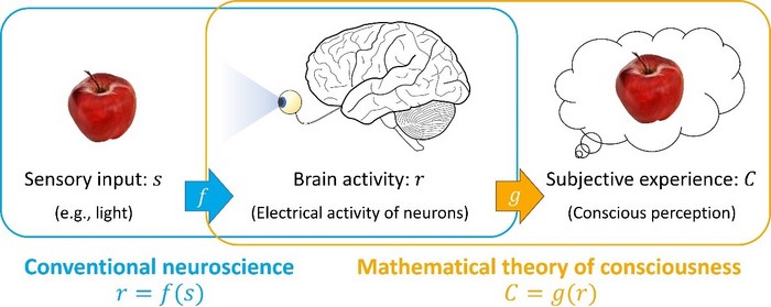 Conventional neuroscience has studied the relationship of what kind of brain activity r occurs in response to an external stimulus s (e.g., an image of an apple). If we write this relationship using the function f as r=f(s), we can say that clarifying the function f is the main research that conventional neuroscience has been doing. Such research has revealed much about the mechanism of information processing, that is, how the brain processes information from external stimuli. On the other hand, our brain not only processes information from the external world, but also produces the subjective experience of “seeing an apple.” The ultimate goal of the Oizumi Lab is to theoretically understand the subjective experience and consciousness produced by the brain: that is, to clarify the function g that connects brain activity r and consciousness C, where C is the consciousness produced from brain activity r (C=g(r)).