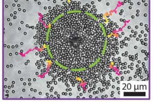 Microparticles clustering around a Janus particle. The dashed line delineates the lasing area, and the pink/yellow lines show the tracks of several microparticles