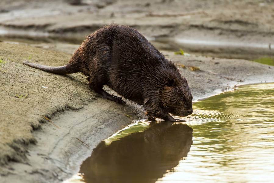 The newly identified species did not have the flat tail that helps modern beavers swim today. Microtheriomys articulaquaticus was comparably small, weighing less than 2 pounds. Modern adult beavers, like the one above photographed in Minnesota, weigh 50 pounds or so.