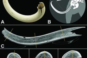 Images in tusk of the woolly mammoth. (A) Volume-rendering reconstruction shows the dentin conal structure of a mammoth tusk for age determination. (B) Illustration of the dentin conal structure of a mammoth tusk. (C) Curved-planar reconstruction CT image centered in the tusk, with orange lines representing the level of perpendicular sections corresponding to images D–F. (D–F) Cross sections of CT images show concentric fissures in the dentin, with (E) mild artifact in the most peripheral scan field.