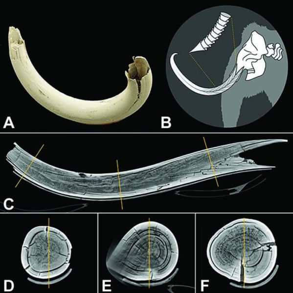 Images in tusk of the woolly mammoth. (A) Volume-rendering reconstruction shows the dentin conal structure of a mammoth tusk for age determination. (B) Illustration of the dentin conal structure of a mammoth tusk. (C) Curved-planar reconstruction CT image centered in the tusk, with orange lines representing the level of perpendicular sections corresponding to images D–F. (D–F) Cross sections of CT images show concentric fissures in the dentin, with (E) mild artifact in the most peripheral scan field.
