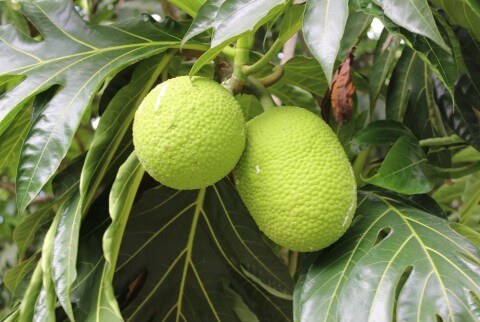 Breadfruit on a tree on the island of St. Vincent and the Grenadines. Credit: Nyree Zerega