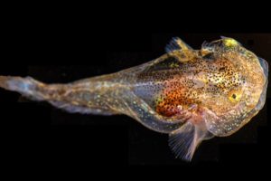 A juvenile Liparis gibbus imaged under white light