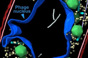 Cryo-electron tomography technology provides a view of a jumbo phage-infected bacterial cell (left) with the nucleus-like compartment outlined in blue (right). Villa Lab, UC San Diego